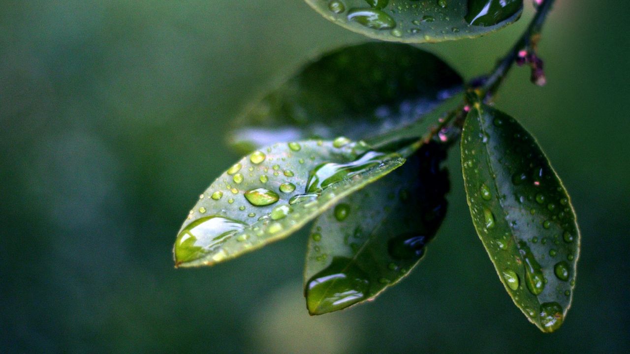 Wallpaper branch, leaves, drops of water, close-up