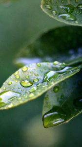 Preview wallpaper branch, leaves, drops of water, close-up