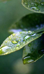 Preview wallpaper branch, leaves, drops of water, close-up