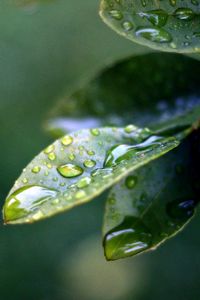 Preview wallpaper branch, leaves, drops of water, close-up