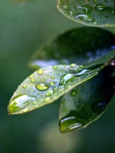 Preview wallpaper branch, leaves, drops of water, close-up