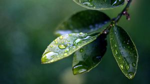 Preview wallpaper branch, leaves, drops of water, close-up