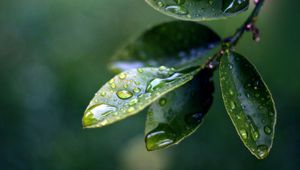 Preview wallpaper branch, leaves, drops of water, close-up