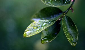 Preview wallpaper branch, leaves, drops of water, close-up