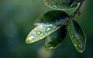 Preview wallpaper branch, leaves, drops of water, close-up