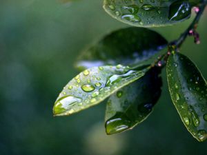 Preview wallpaper branch, leaves, drops of water, close-up