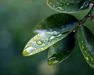 Preview wallpaper branch, leaves, drops of water, close-up