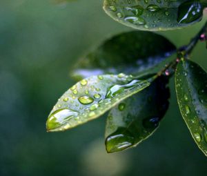 Preview wallpaper branch, leaves, drops of water, close-up