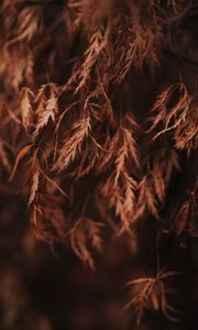 Preview wallpaper branch, leaves, dry, macro, brown