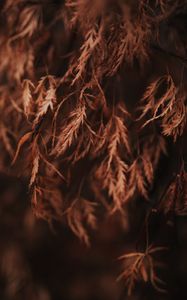 Preview wallpaper branch, leaves, dry, macro, brown