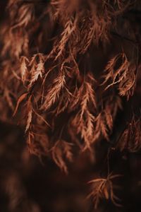 Preview wallpaper branch, leaves, dry, macro, brown