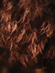 Preview wallpaper branch, leaves, dry, macro, brown