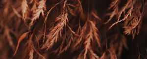 Preview wallpaper branch, leaves, dry, macro, brown