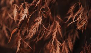 Preview wallpaper branch, leaves, dry, macro, brown