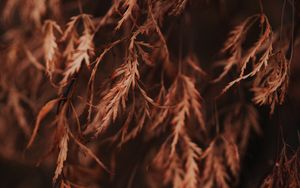 Preview wallpaper branch, leaves, dry, macro, brown