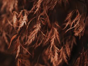 Preview wallpaper branch, leaves, dry, macro, brown