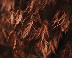 Preview wallpaper branch, leaves, dry, macro, brown