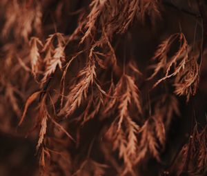 Preview wallpaper branch, leaves, dry, macro, brown