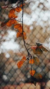 Preview wallpaper branch, leaves, fence, mesh, autumn, macro
