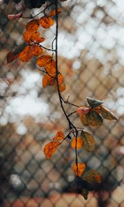 Preview wallpaper branch, leaves, fence, mesh, autumn, macro