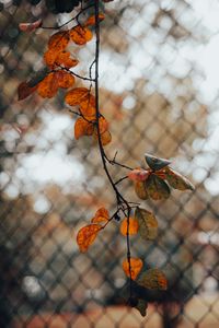 Preview wallpaper branch, leaves, fence, mesh, autumn, macro