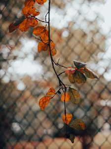 Preview wallpaper branch, leaves, fence, mesh, autumn, macro