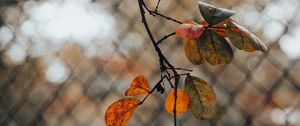 Preview wallpaper branch, leaves, fence, mesh, autumn, macro