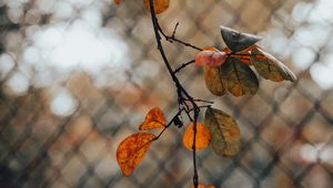 Preview wallpaper branch, leaves, fence, mesh, autumn, macro