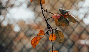 Preview wallpaper branch, leaves, fence, mesh, autumn, macro