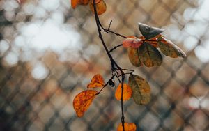 Preview wallpaper branch, leaves, fence, mesh, autumn, macro