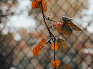 Preview wallpaper branch, leaves, fence, mesh, autumn, macro