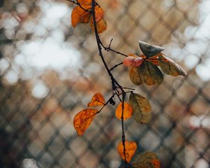 Preview wallpaper branch, leaves, fence, mesh, autumn, macro