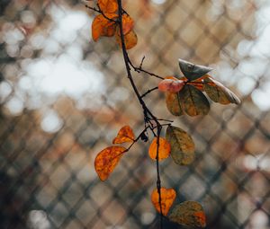 Preview wallpaper branch, leaves, fence, mesh, autumn, macro