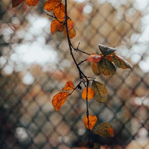 Preview wallpaper branch, leaves, fence, mesh, autumn, macro