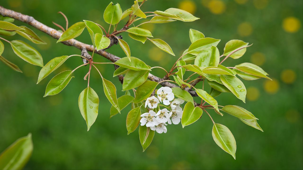 Wallpaper branch, leaves, flowers, petals, spring, blur