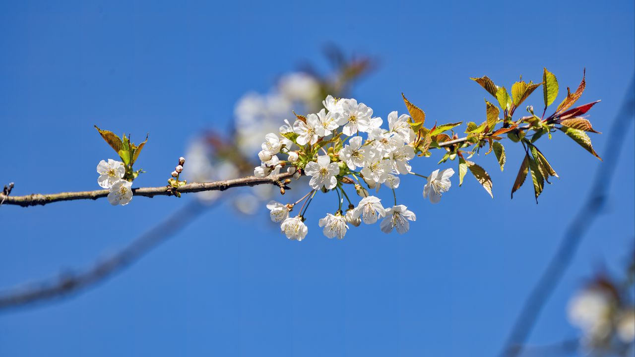 Wallpaper branch, leaves, flowers, cherry