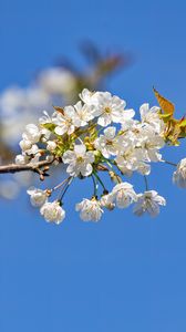 Preview wallpaper branch, leaves, flowers, cherry