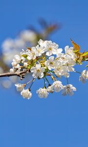 Preview wallpaper branch, leaves, flowers, cherry