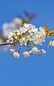 Preview wallpaper branch, leaves, flowers, cherry