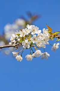 Preview wallpaper branch, leaves, flowers, cherry