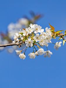 Preview wallpaper branch, leaves, flowers, cherry