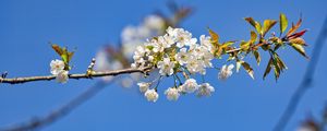 Preview wallpaper branch, leaves, flowers, cherry