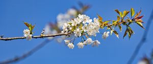 Preview wallpaper branch, leaves, flowers, cherry