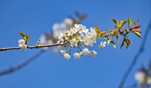 Preview wallpaper branch, leaves, flowers, cherry