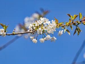 Preview wallpaper branch, leaves, flowers, cherry