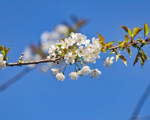 Preview wallpaper branch, leaves, flowers, cherry
