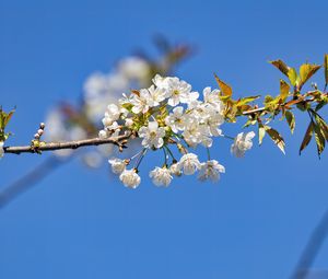 Preview wallpaper branch, leaves, flowers, cherry