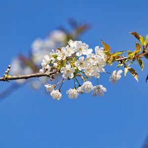 Preview wallpaper branch, leaves, flowers, cherry
