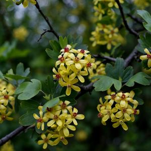 Preview wallpaper branch, leaves, flowers