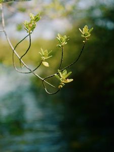 Preview wallpaper branch, leaves, focus, blur